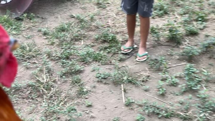 5 months old hindi pa maalam lumaban