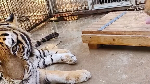 Di acara kencan massal besar, si cantik Hu tidak puas—apa yang harus dilakukan?