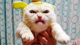 🤣 Funniest 😻 Cats and🐶 Dogs  - Awesome Funny Pet Animals Life Videos 😇