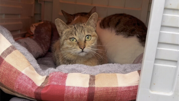 猫猫们的小别墅翻新啦