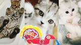 Kucing Lucu Main Kuda Lumping | Funny Cute Cat and Kitten