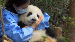 当你拥有全世界最美的大熊猫时——熊猫（237）