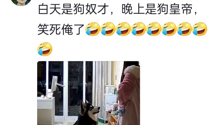 Một ngày nọ, khi tôi xem camera giám sát, thì phát hiện ra cô ấy đã trở thành hoàng đế!