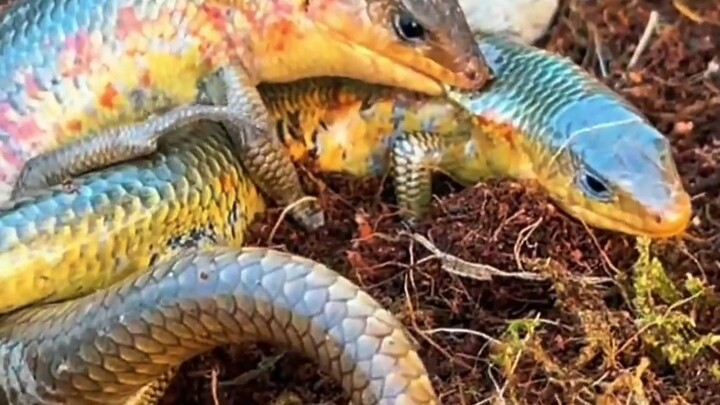 I heard this soup is incredibly delicious. Has anyone tried it?