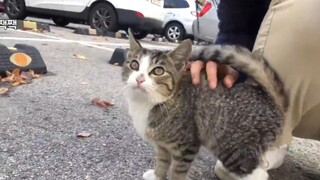 韩国小姐姐路过垃圾站时，被一只流浪猫看上，这黏人程度简直堪比小奶狗