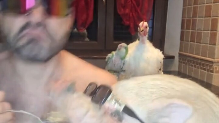 พี่ชายคือดรูอิด