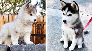 รวบรวมลูกสุนัขฮัสกี้น่ารักตลกและ SOO 8 - ลูกสุนัขฮัสกี้น่ารัก