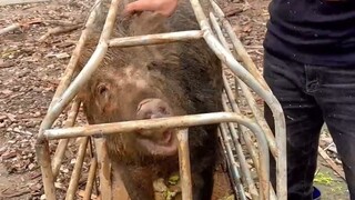 ما مدى شراسة الخنزير البري حقًا؟