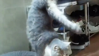 كم سعر القط الأمني هذا؟ أريد شراء واحد لأرتديه.