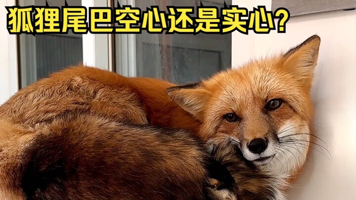 Apakah ekor rubah berongga atau padat? Mo Li: Ekorku bukan sekadar hiasan!