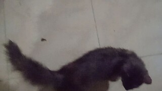 kucing hitam