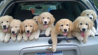 Funniest & Cutest Golden Retriever Puppies 23- Funny Puppy Videos 2020