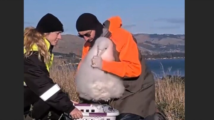 The Albatross with a Big Body but No Great Wisdom