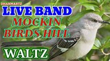 LIVE BAND || MOCKIN BIRDS HILL | WALTZ