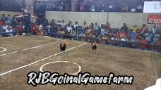 GOLDENBOY WIN @ NAIC COCKPIT ARENA (05-11-24) #RJBGoinalGamefarm #TeamRJB