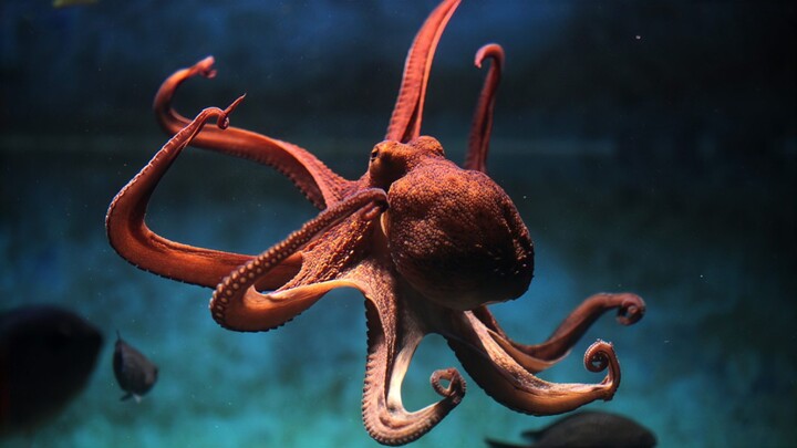 Don't eat octopuses! Not only can they think like humans, they can also have emotions with you...