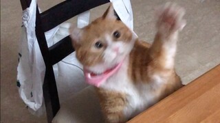 Kucing kecil Papi Jiang: Hari ini juga seekor kucing kecil yang menyukai olahraga