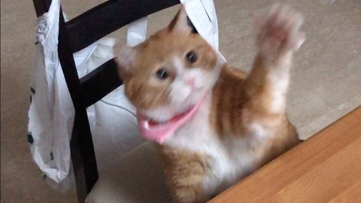 Papi Jiang's little cat: Today is also a little cat who loves sports