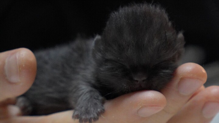 A newborn kitten—let me sneak it out for you to cuddle!