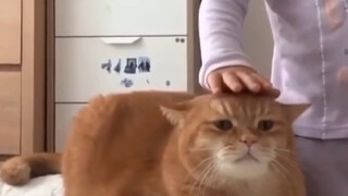 猫：尊老爱幼、中间暴揍💢