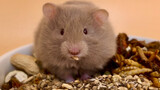 【Hamster】Cute golden hamster‘s eating video
