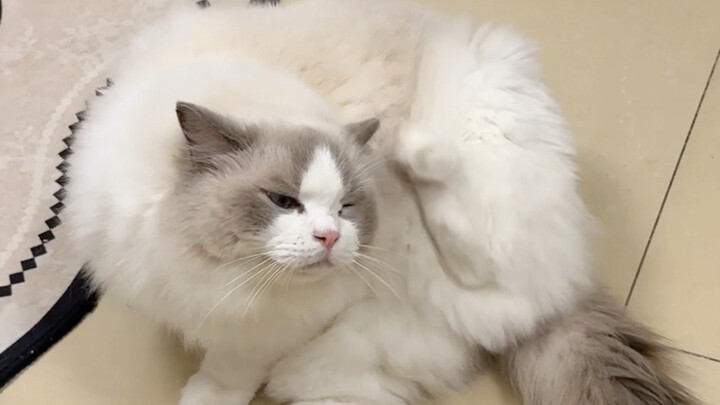 When the sprained-kitten tries to scratch its ear... I'm dying of laughter!