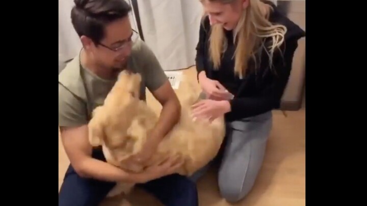 Iri sampai nangis, inikah kebahagiaan punya anjing golden retriever kecil?
