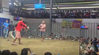 Fighting cock lasak 2wins