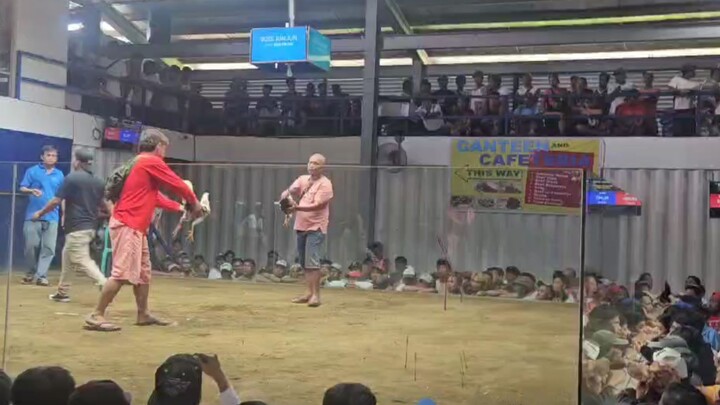 Fighting cock lasak 2wins