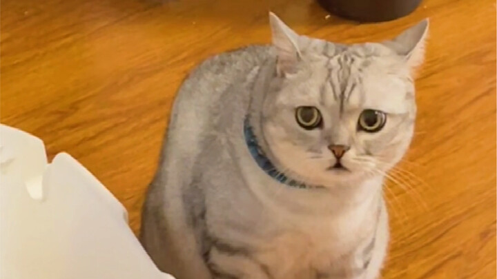 The Ultimate Guide to Teasing Cats! When I brewed cat litter into tea…