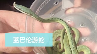 【开箱】蓝巴伦游蛇苗，价值一个香奈儿的蛇