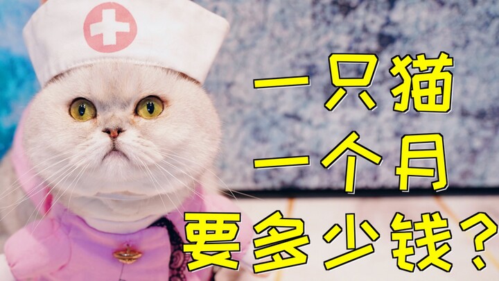 No riches at home, yet you want to spoil me? This internet-famous cat’s living expenses are actually