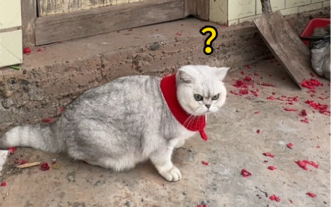 Li Pippi went out to have fun and got a 200-yuan red envelope!