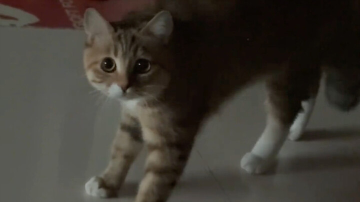 About Me Playing Hide-and-Seek with My Kitten
