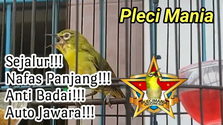 Masteran TerBaru Pleci Nembak Sejalur Paling Ampuh!!!
