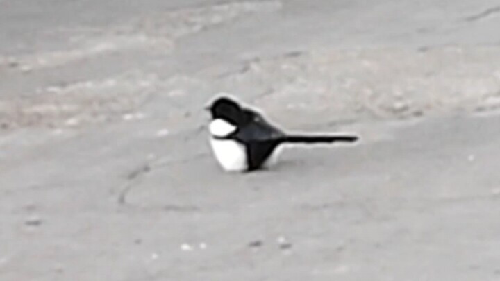 Magpie! Oh no, my hand is shaking! Magpie! Oh no, my hand is shaking! Magpie! Oh no, my hand is shak