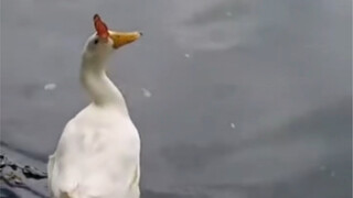 Duck kills butterfly.