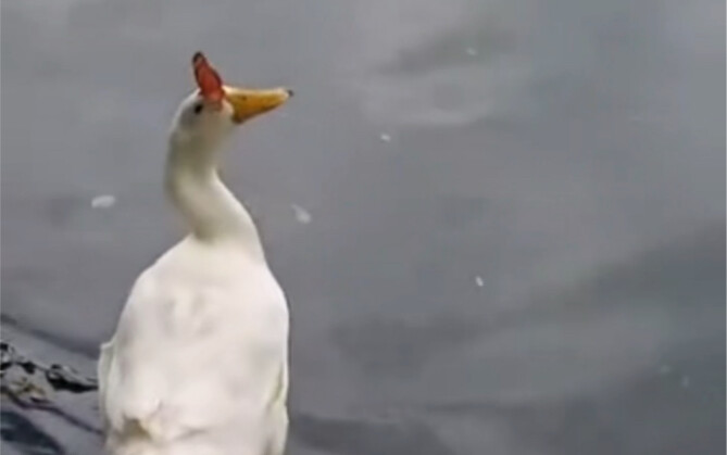 Vịt diệt bướm.