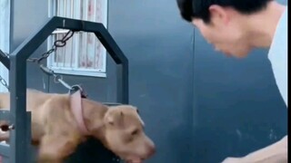 هذا لا يُعتبر كلبًا بعد، هيا اقتبس شخصًا أكثر كلبية [ابتسامة][موافق]