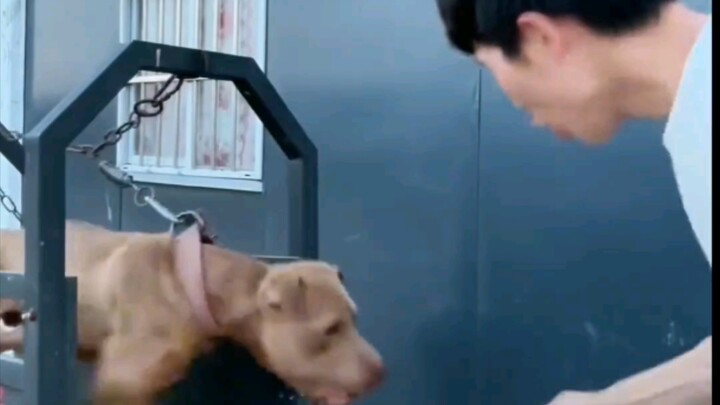 这个还不算狗，快来艾特条更狗的[微笑][OK]