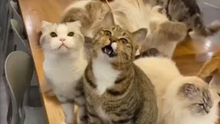 Mèo: Im đi và để tôi kêu meo meo!
