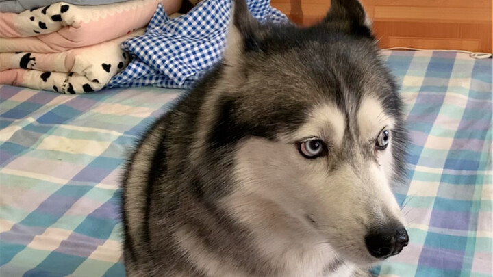 This dog’s eyes are oozing pure acting.