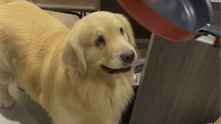 养只狗吧，他将是你最忠实的信徒