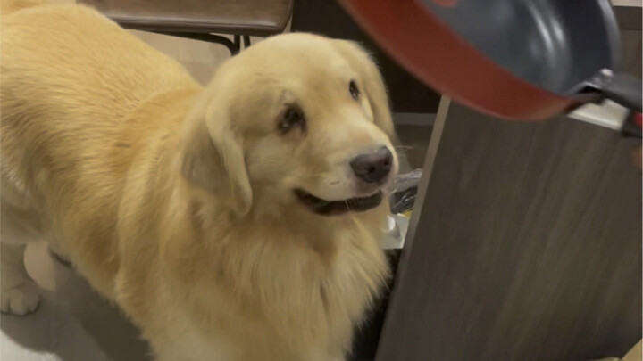 养只狗吧，他将是你最忠实的信徒