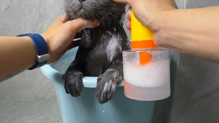 How Happy It Is When You Have a Cat That Loves Taking Baths
