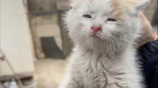 ลูกแมวของคุณยาย