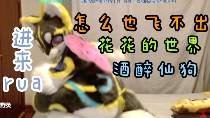 【fursuit/kebaya binatang】Rekaman Langka Anjing Pu Ling