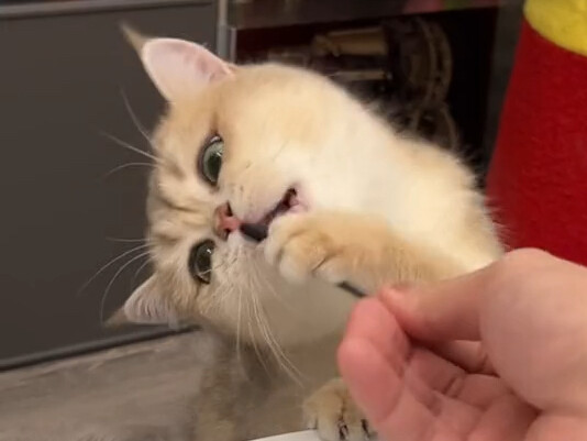 One move to subdue the naughty kitten