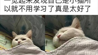 “一觉起来发现自己是小猫咪所以就不用学习了! ”