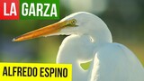 LA GARZA ALFREDO ESPINO 🦢⛅ | Jícaras Tristes Pájaros de Leyenda 🌖 | Alfredo Espino Poemas